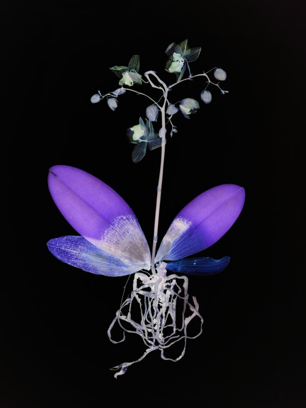 Wendy McMurdo, Ghost Orchid (ii), 2023