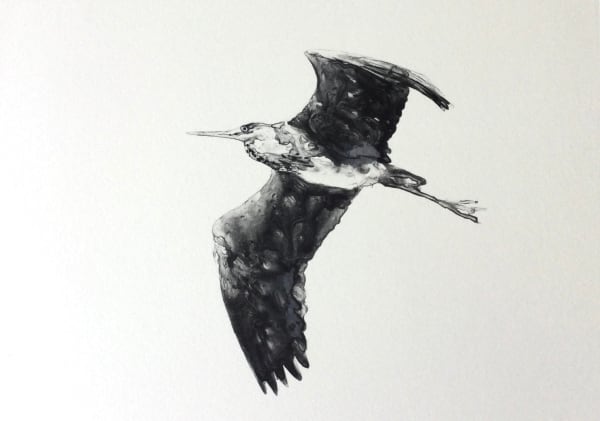 Gregory Moore, Grey Heron