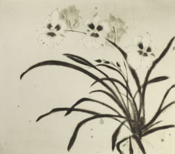 Elizabeth Blackadder, Orchid Miltonia (monochrome), 2001