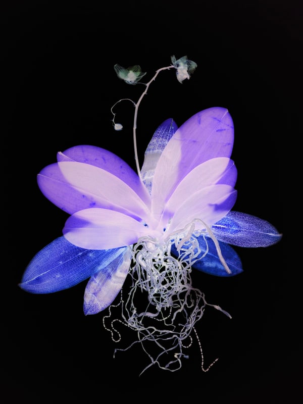 Wendy McMurdo, Ghost Orchid (xx), 2023