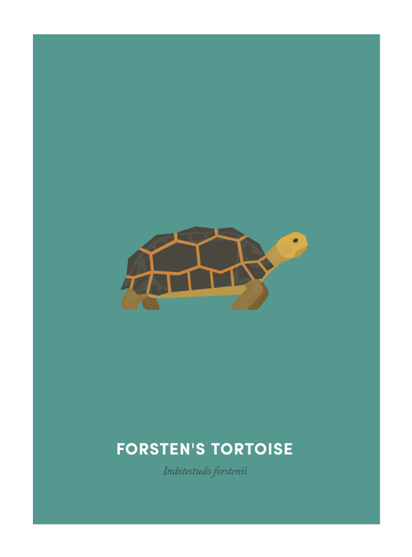 Under the Skin, Forsten’s Tortoise, 2017