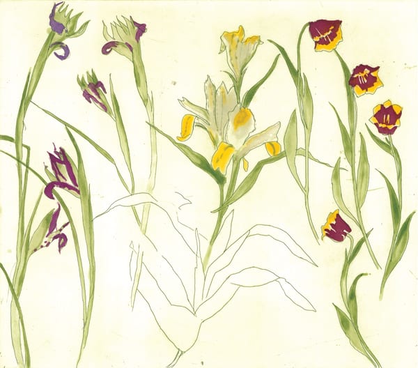 Elizabeth Blackadder, Irises, Lilies, Tulips, 2013