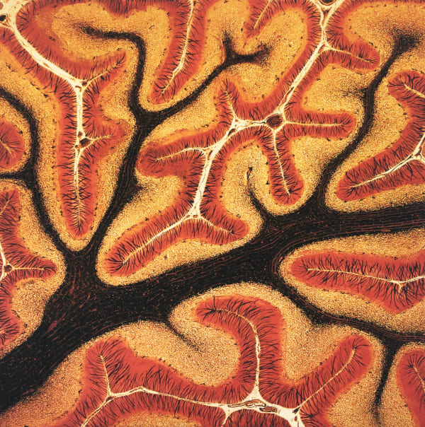 Sam Ainsley, The Darkened Splinterecho Brainstream Tide