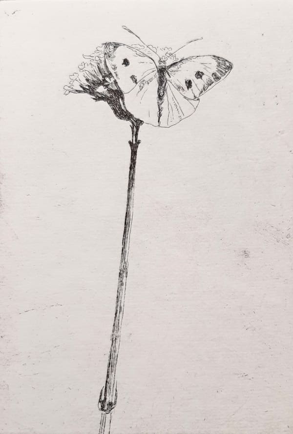Jane Gardiner, A Cabbage White, 2022