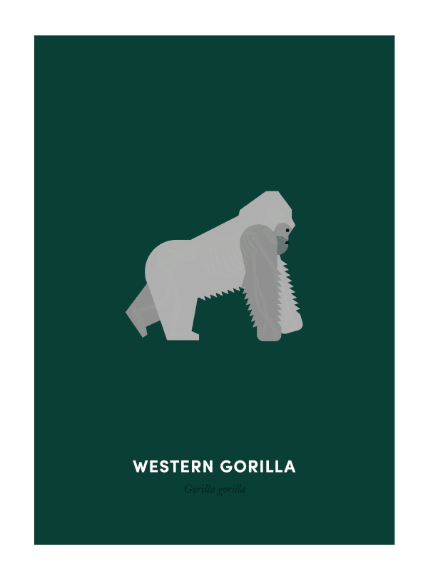 Under the Skin, Western Gorilla, 2015