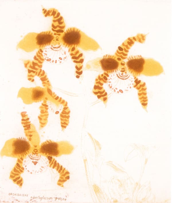 Elizabeth Blackadder, Orchidaceae Odontoglossum Grande, 1993