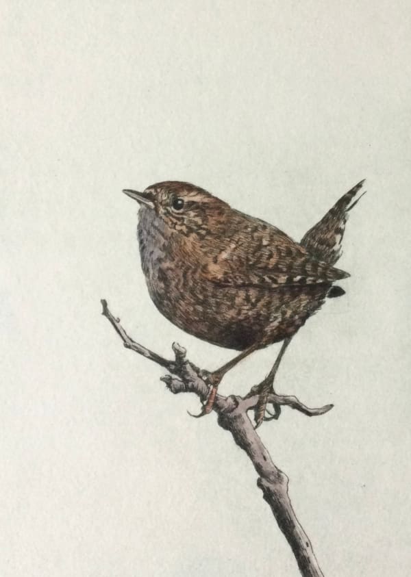 Gregory Moore, Wren, 2021