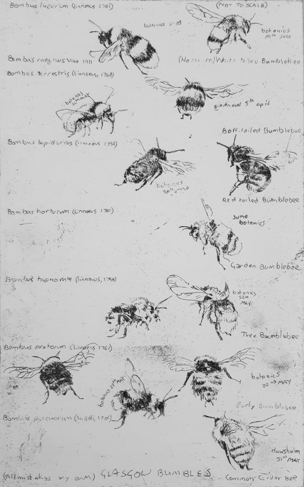 Jane Gardiner, Glasgow Bumbles, 2022