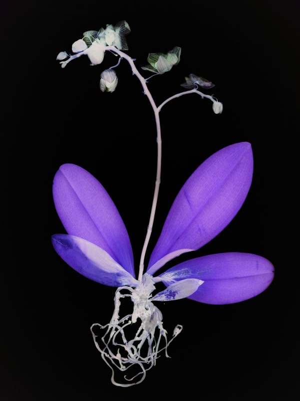 Wendy McMurdo, Ghost Orchid (I), 2023