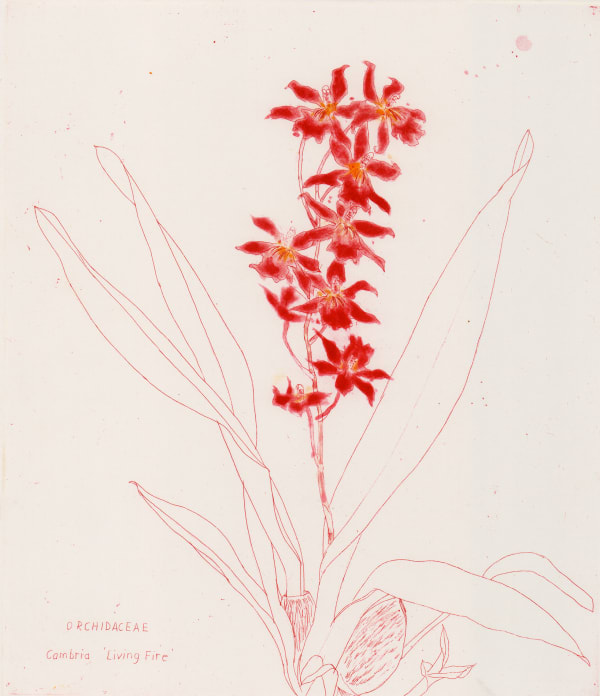 Elizabeth Blackadder, Orchidaceae Cambria (Living Fire), 1993