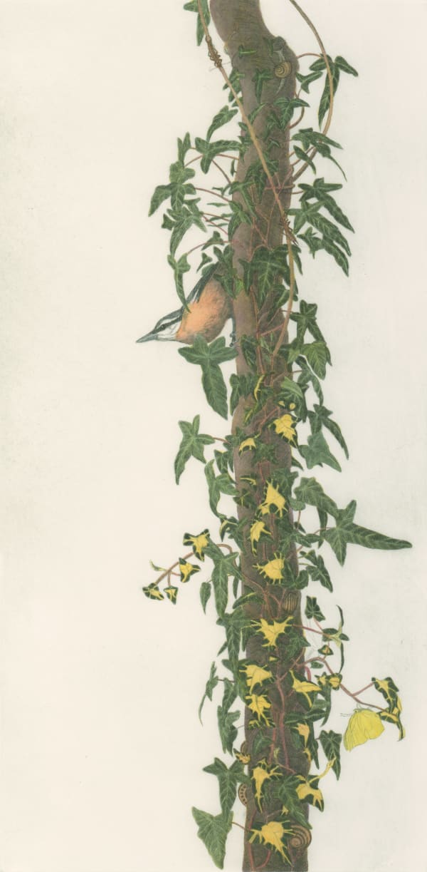 Chris Allan, A Nuthatch, 2013