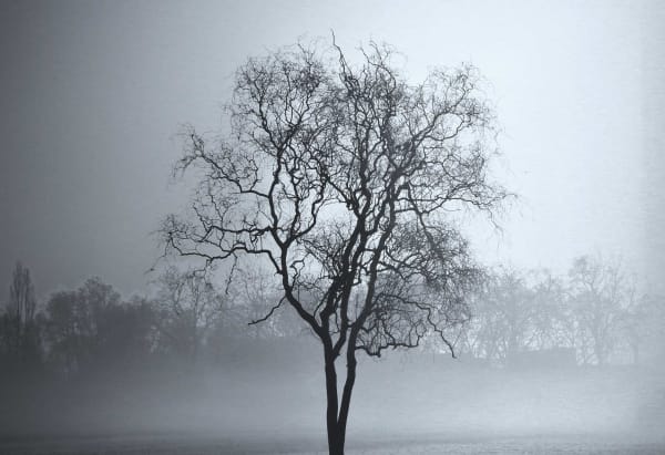 Georgia Merton, Arboreal Lacework