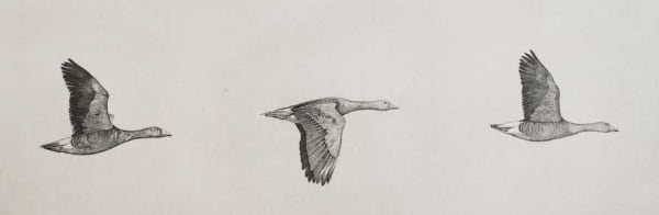 Guy Allen, Flying Geese