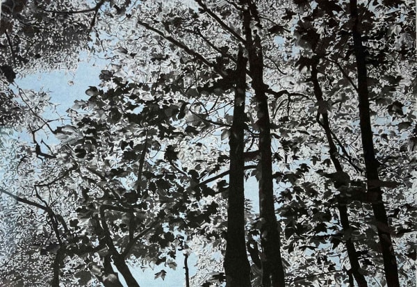 Rick White, Tree Canopy 2024