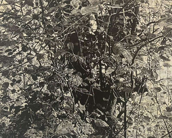 Rick White, Tree Drawing