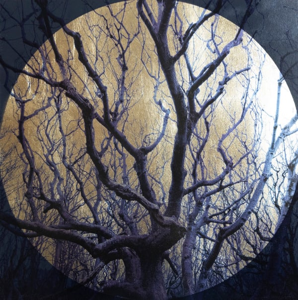 Robert Pereira Hind, Fagus Sylvatica