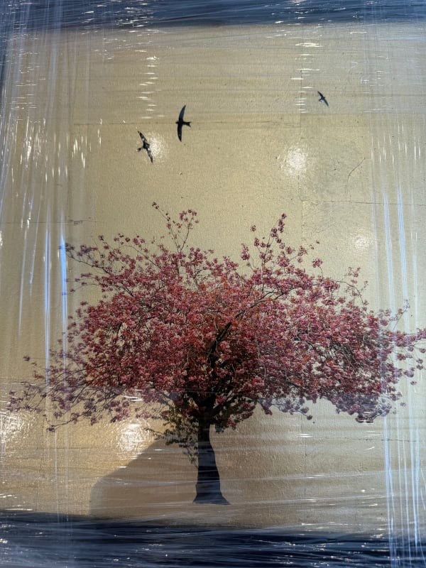 Robert Pereira Hind, Prunus Serrulata