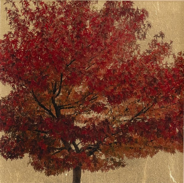 Robert Pereira Hind, Acer Triflorium