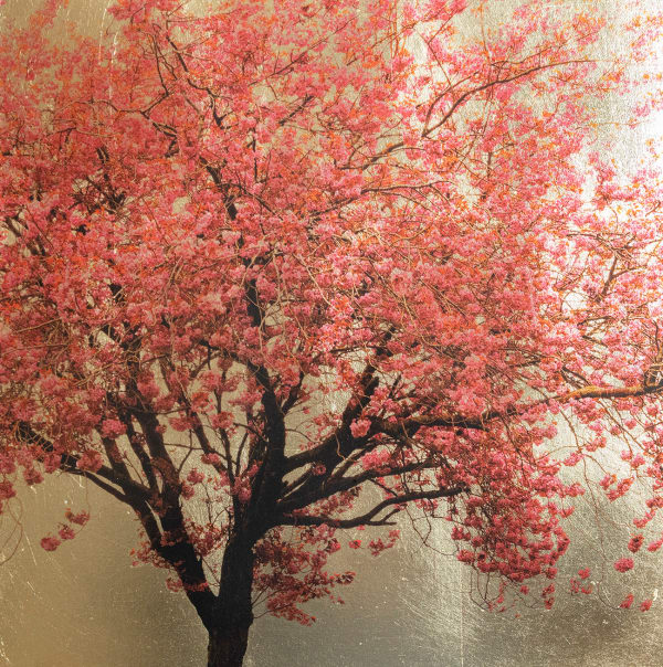 Robert Pereira Hind, Prunus Serulata XX