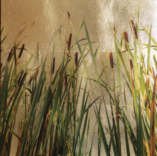 Robert Pereira Hind, Typha Latifolia