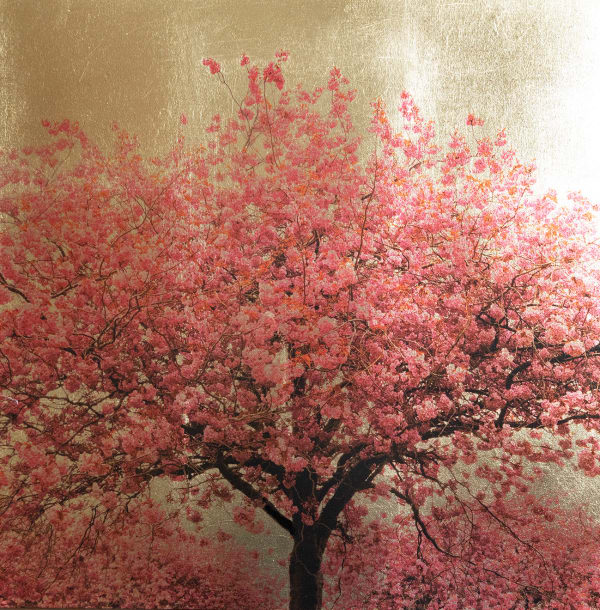 Robert Pereira Hind, Prunus Serrulata XXI