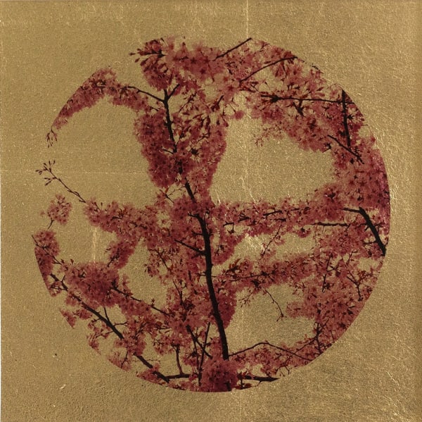 Robert Pereira Hind, Prunus Sakura