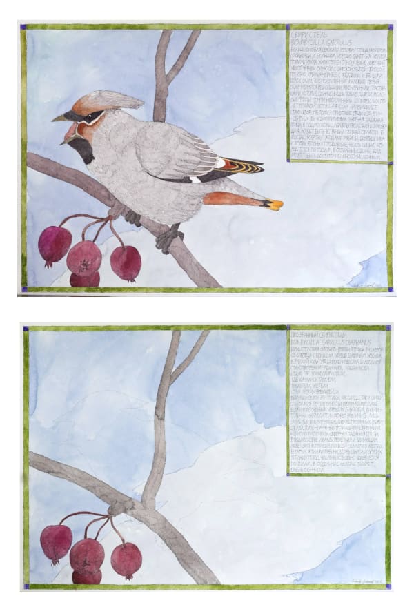 Nikita Alekseev WAXWING • СВИРИСТЕЛЬ / THE WAXWING TRANSPARENT • ПРОЗРАЧНЫ, 2012 Diptych • Диптих Paper, watercolor, ink, art paper Aquarella Бумага, акварель, тушь, художественная бумага Aquarella 53 x 158 cm 20 7/8 x 62 1/4 in