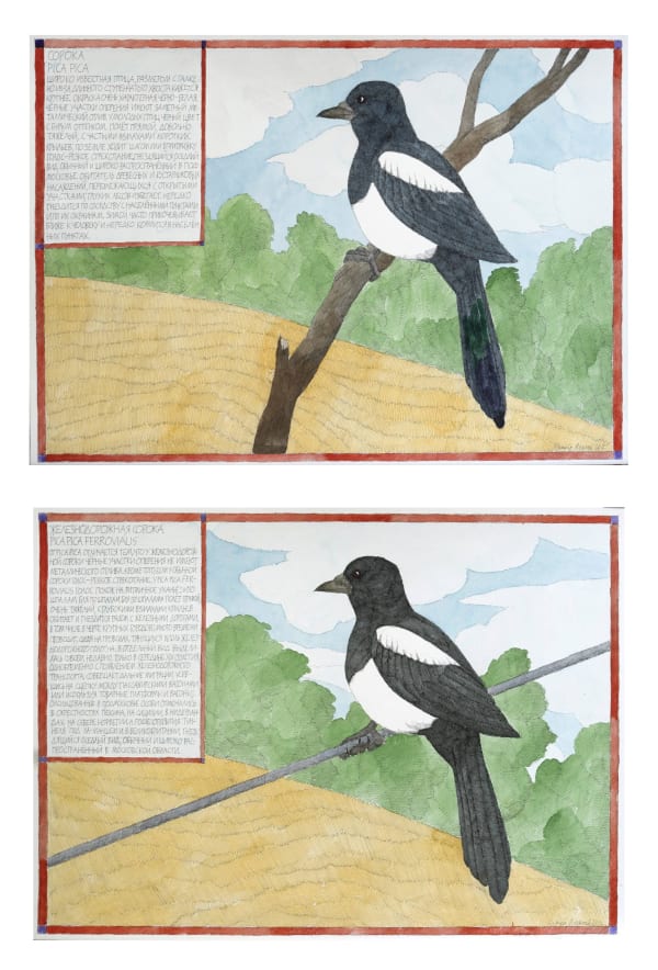 Nikita Alekseev MAGPIE • СОРОКА / RAILWAY MAGPIE • ЖЕЛЕЗНОДОРОЖНАЯ СОРОКА, 2012 Diptych • Диптих Paper, watercolor, ink, art paper Aquarella Бумага, акварель, тушь, художественная бумага Aquarella 53 x 158.1 cm 20 7/8 x 62 1/4 in