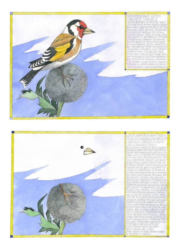 Nikita Alekseev BLACK-HEADED GOLDFINCH • ЧЕРНОГОЛОВЫЙ ЩЕГОЛ / GOLDFINCH BLACKHEADS INVISIBLE (MANDEL) • ЩЕГОЛ ЧЕРНОГОЛОВЫЙ НЕВИДИМЫЙ (МАНДЕЛЬШТАМОВСКИЙ), 2012 Diptych • Диптих Paper, watercolor, ink, art paper Aquarella Бумага, акварель, тушь, художественная бумага Aquarella 53 x 158 cm 20 7/8 x 62 1/4 in