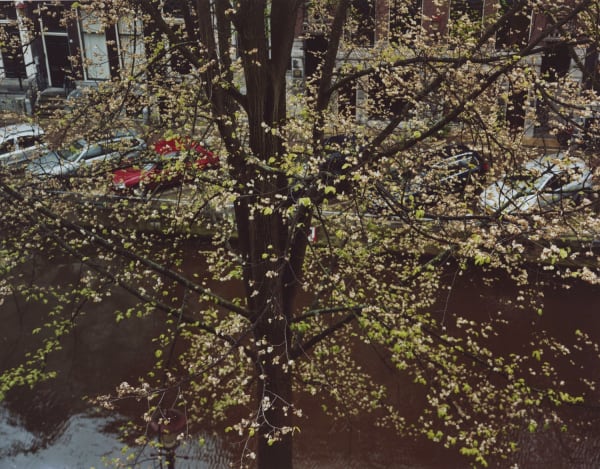 Dana Lixenberg, Elm, 2009, 2009