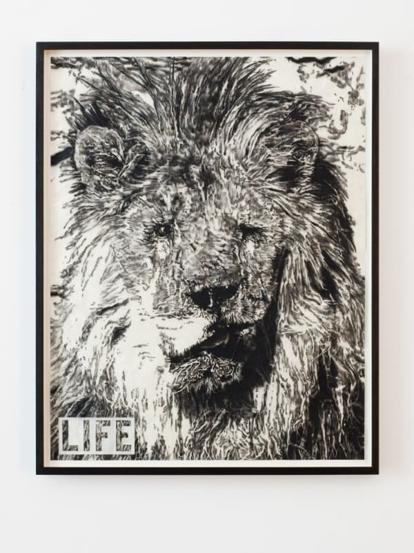 Adam Helms, Untitled (LIFE: Marjan, Blind Lion) , 2011