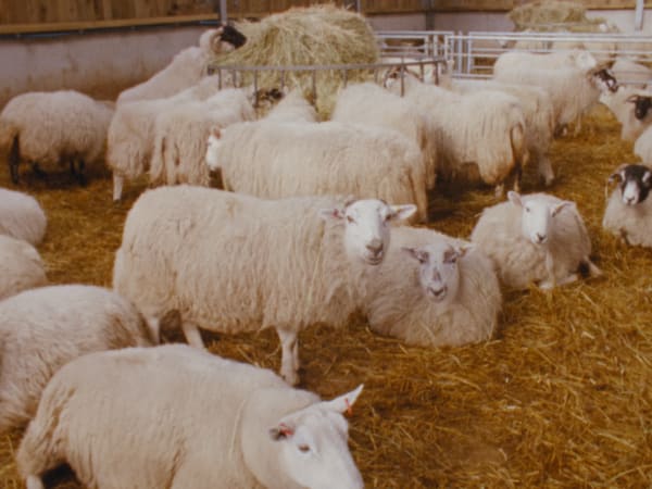 Nashashibi/Skaer, Lamb, 2019