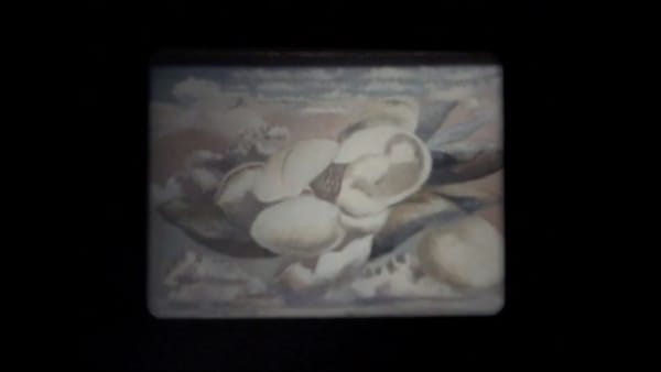 Nashashibi/Skaer, Our Magnolia (video still), 2009
