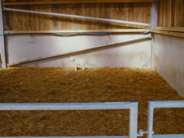 Nashashibi/Skaer, Lamb, 2019