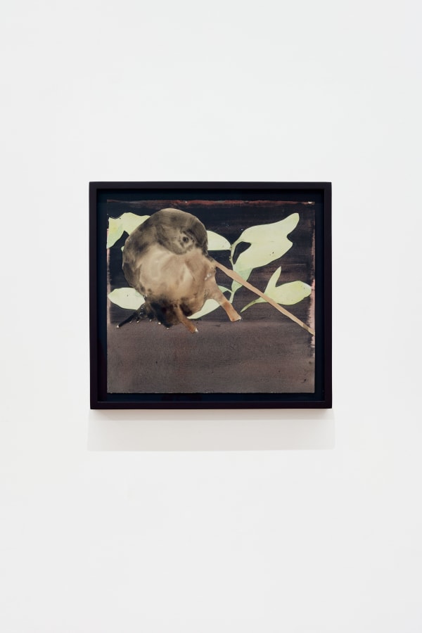 Ciarán Murphy, In, behind the bush , 2019