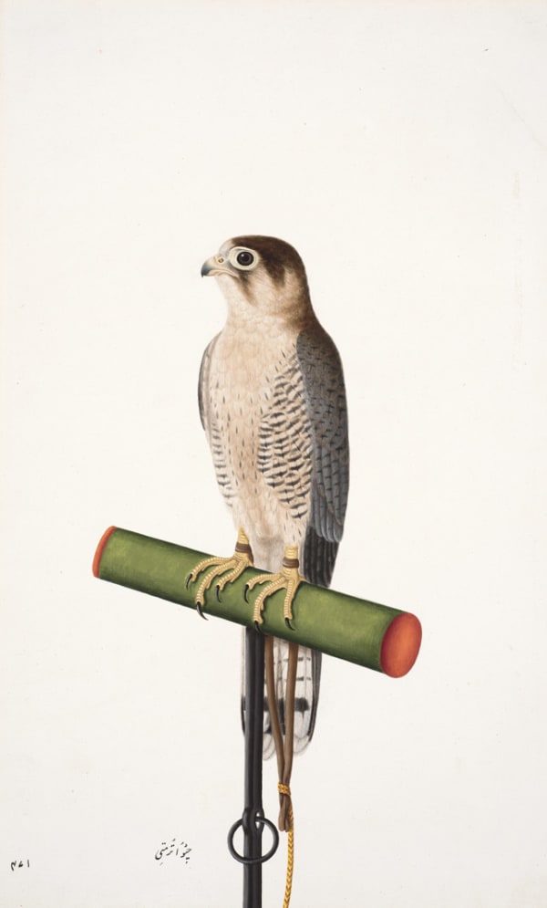 A Male Redheaded Merlin (Falco Chicquera) on a Perch Inscribed in Urdu ‘471 chatu ‘a tarmati’, lower centre and further inscribed in Urdu ‘chatu ‘a tarmati’ on a label on reverse 47.1 x 28.9 cm 18 1/2 x 11 3/8 in