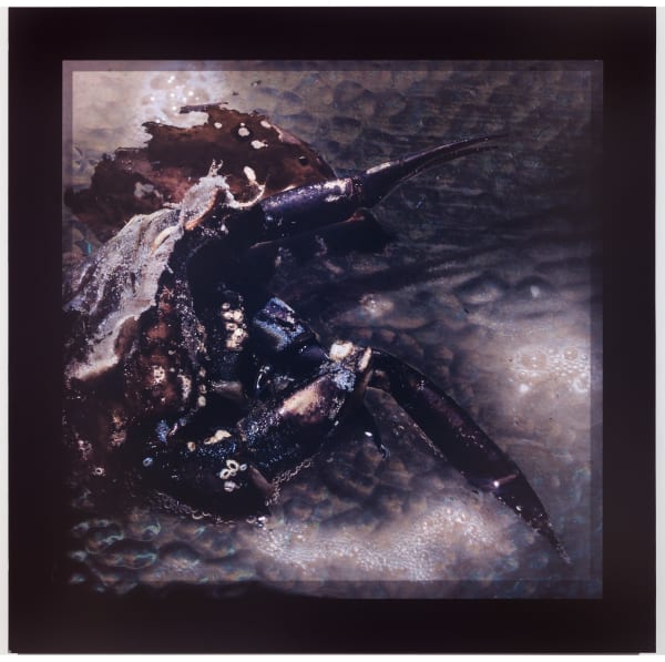 Mozart DeDeaux, Indiscriminate Beauty of Riff Raff (Crab) , 2017