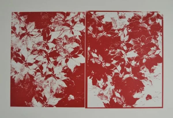 Poinsettias F.S. IIIA 52