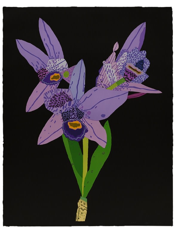 Dogface Purple Orchids
