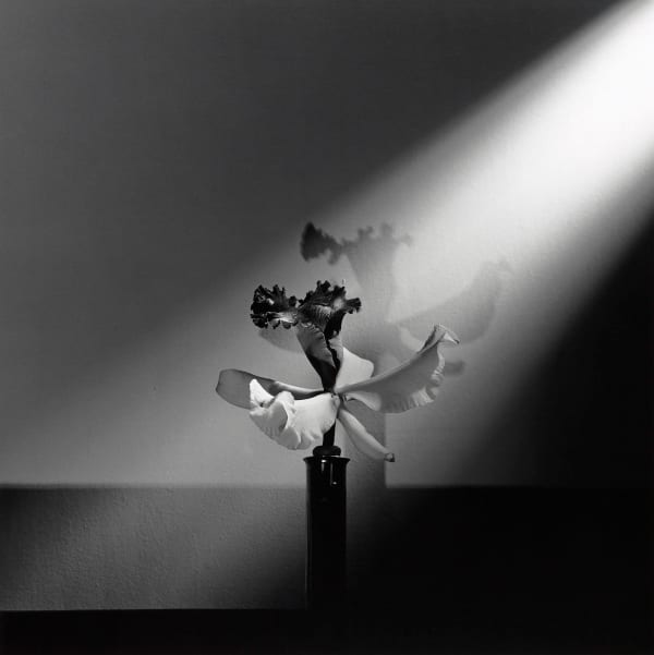 Orchid
