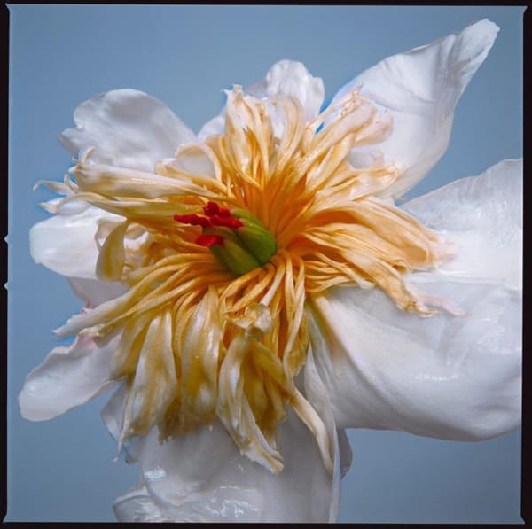 Exotic Empress Flower