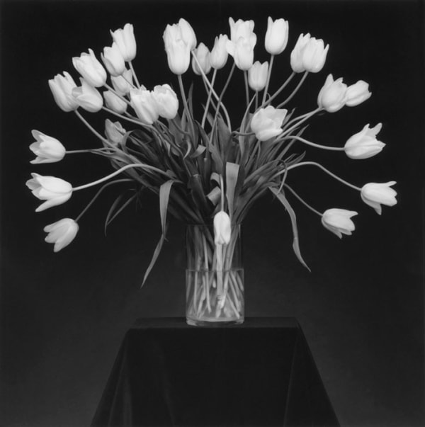 Robert Mapplethorpe Tulips, 1988