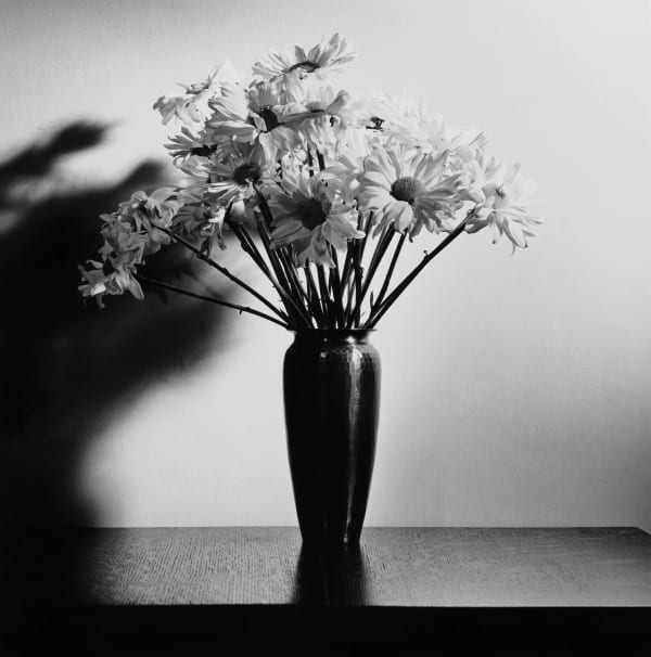Daisies