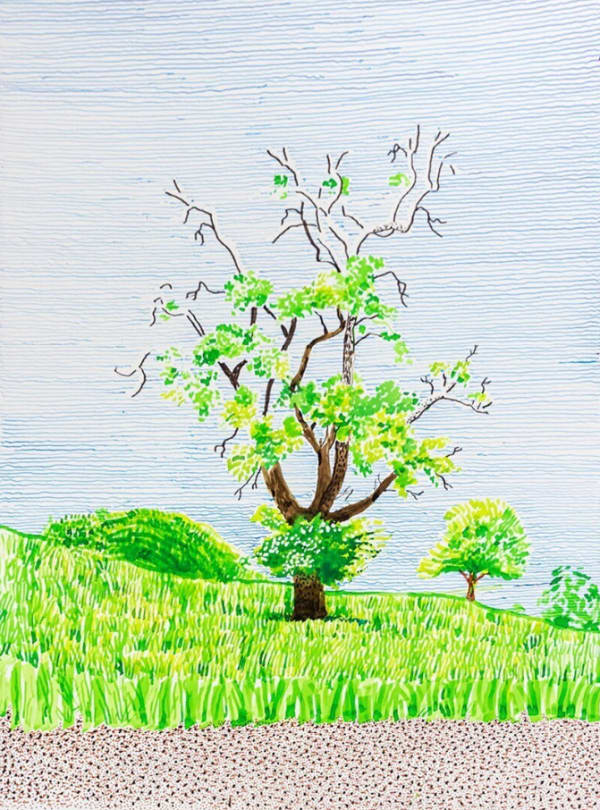 Hawthorn Bush in Front of a Very Old and Dying Pear Tree