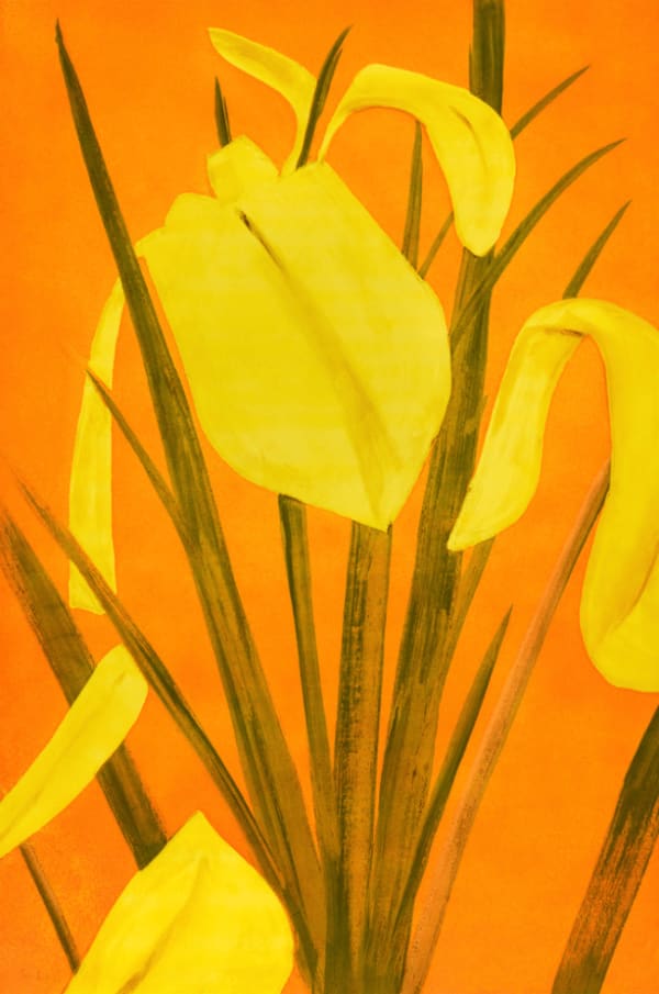 Yellow Flags 4