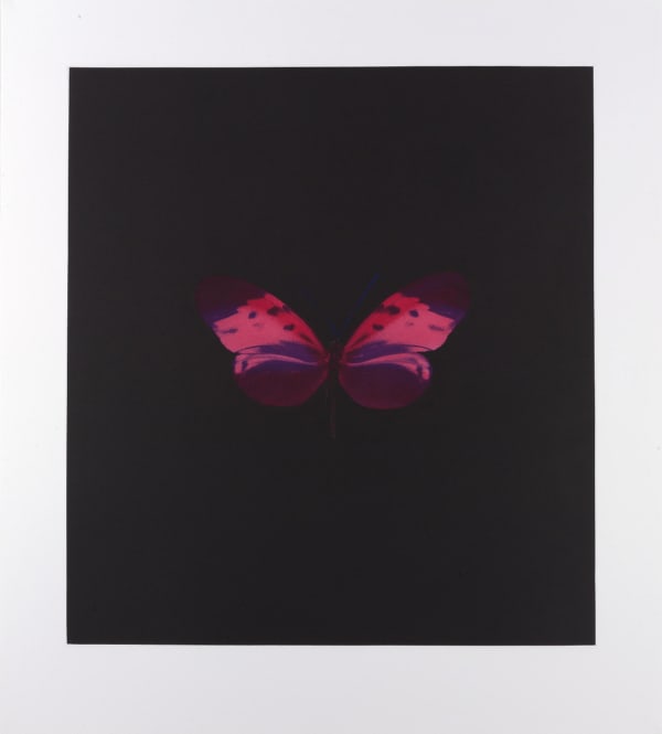 Damien Hirst Memento 4, 2008