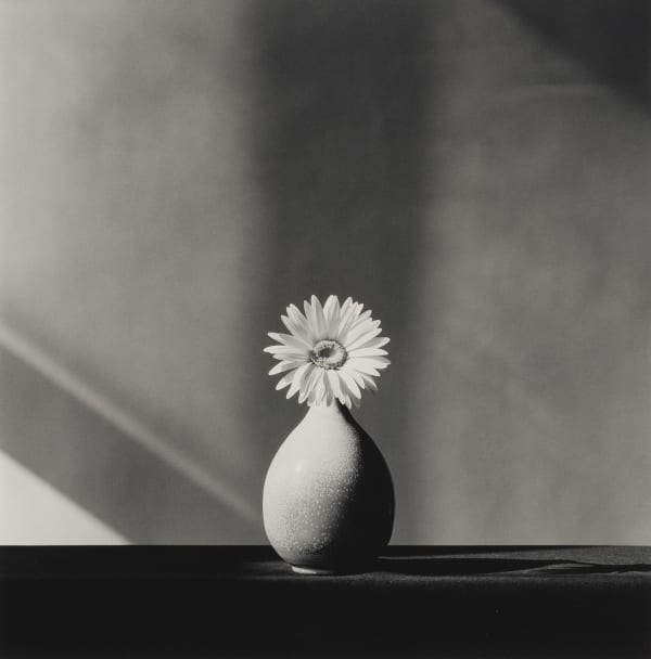 African Daisy