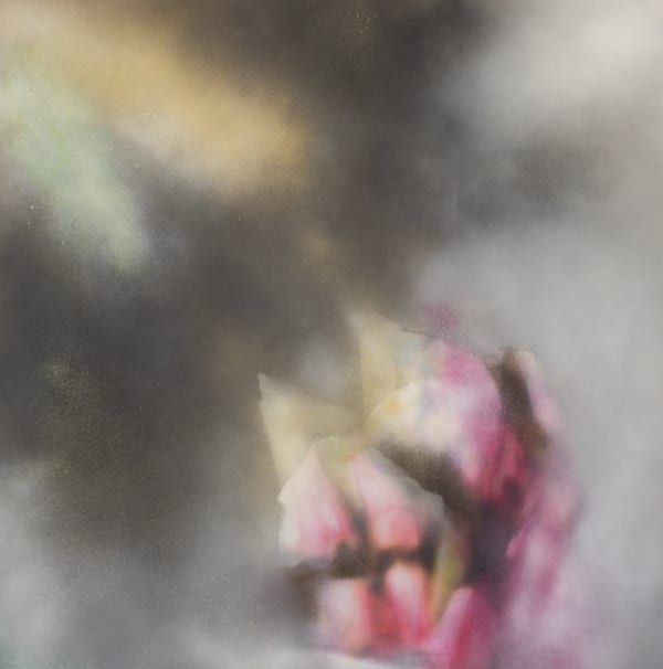 My Grandmother Was Growing Pink Tulips In Her Backyard