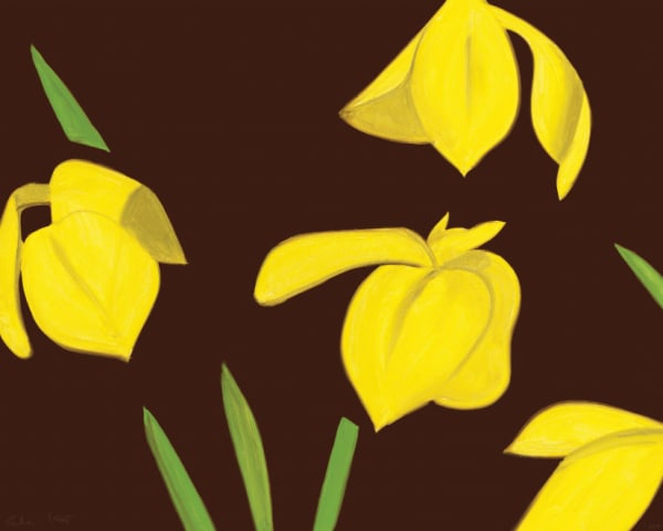 Yellow Flags on Brown