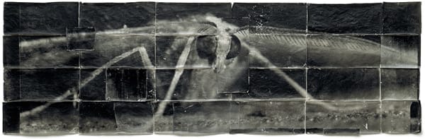 DOUG AND MIKE STARN, Attracted to Light 19